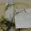 site20slender water weed